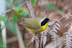 Bahama Yellowthroat